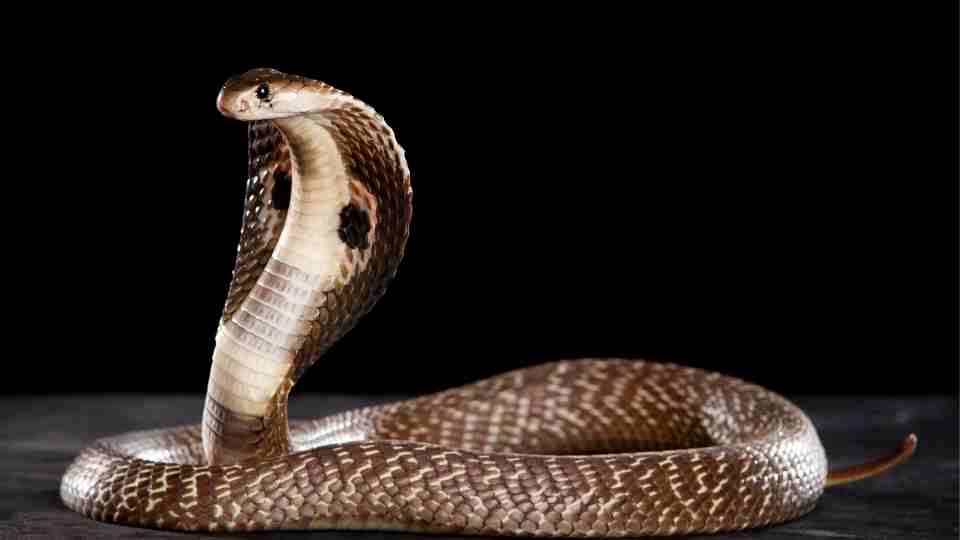 Signs of snakes in house meaning Cheremerie