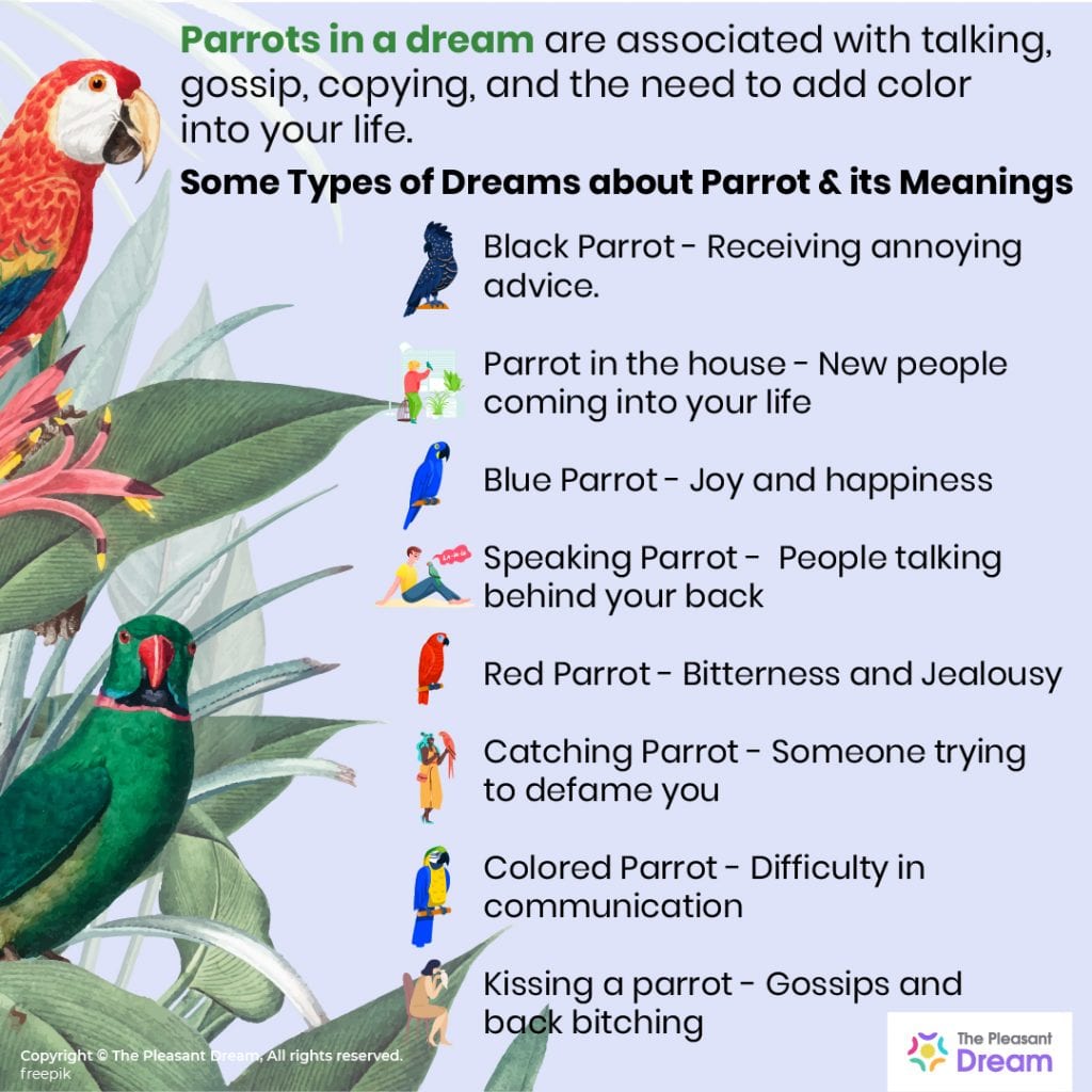 33 Types of Dreams about Parrots & their Meaning