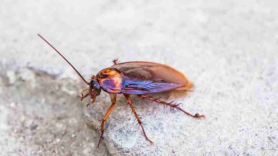 biblical-meaning-of-cockroaches-in-dreams