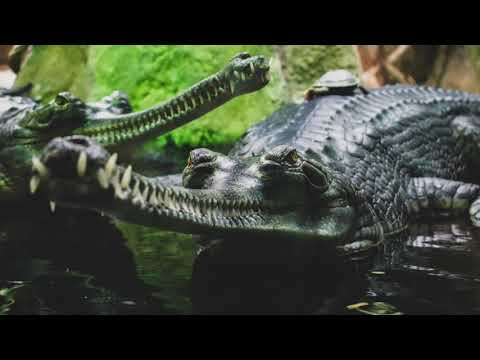 Dreams about Alligators – 40 Types of Dreams & its Meanings