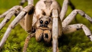 Dreams About Spiders - 47 Scenarios & Their Meanings | Spider Dream Meaning