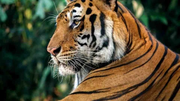 Tiger In Dream Does It Suggests Power Pride And Authority 