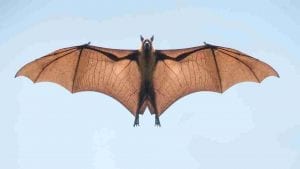 Dream about Bats - 50+ Types & Their Meanings