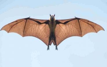 Dream about Bats - Do They Carry Positive or Negative Signs?