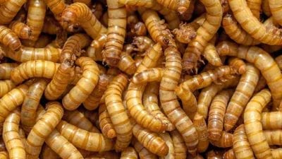 Interesting Meanings of Dreaming about Maggots | ThePleasantDream