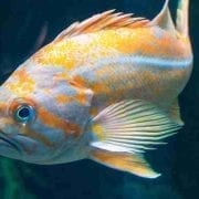 Fish Dream Meaning – 50+ Types and Interpretation