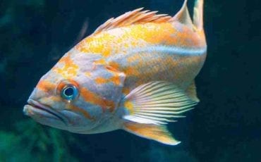 Dreaming of Fish Suggests Flow Of Life That Is progressive