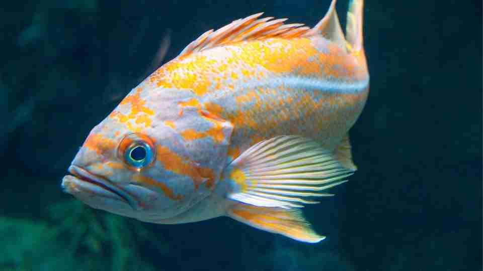 Dreaming of Fish Suggests Flow Of Life That Is progressive