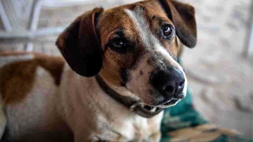 what does a white dog mean spiritually