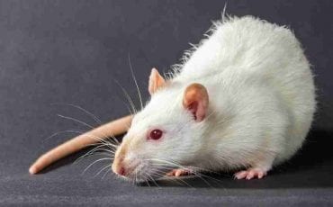 Dreaming of Rats: Time to Decode Scenarios & their Meanings