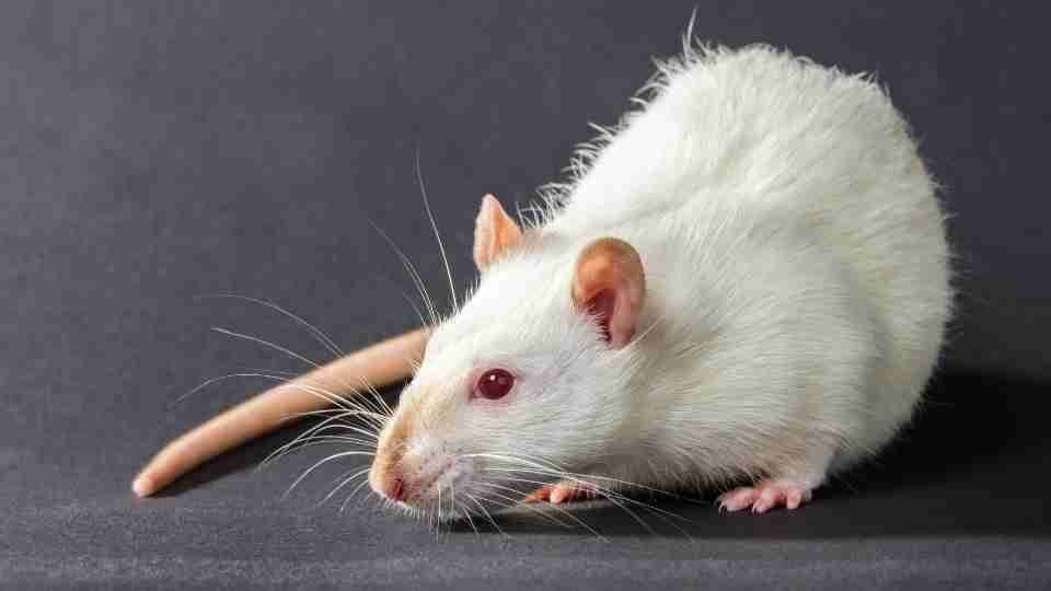 Dreaming of Rats: Time to Decode Scenarios & their Meanings