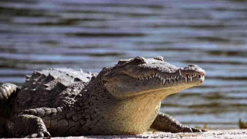Dreams about Alligators – Does It Mean Toxic Forces Are Overpowering Your Life?