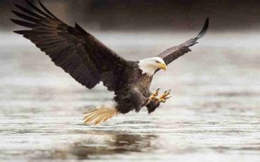 Eagle in Dream: Meanings and Interpretations To Unfold