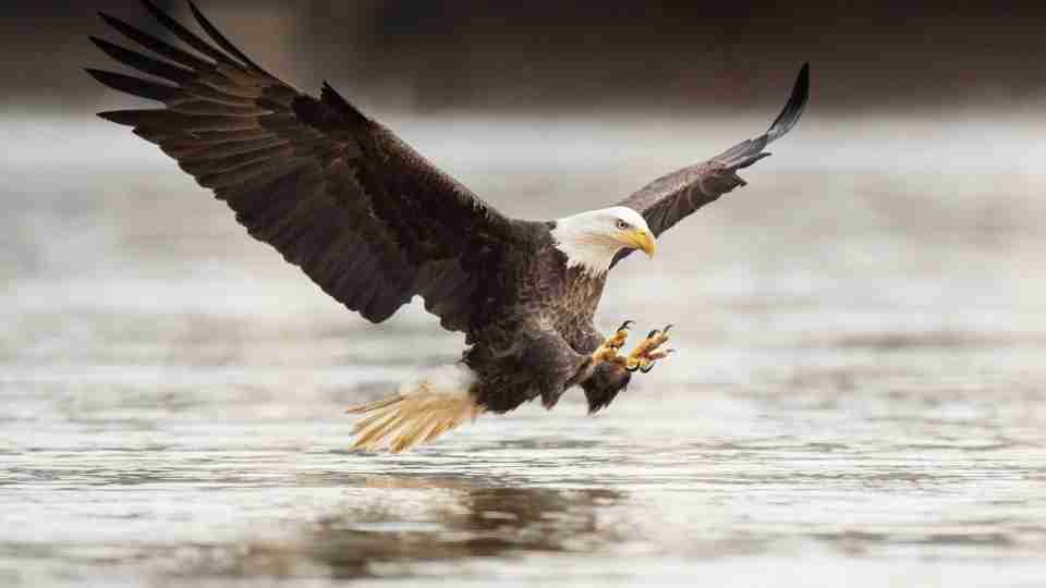 Eagle in Dream: Meanings and Interpretations To Unfold