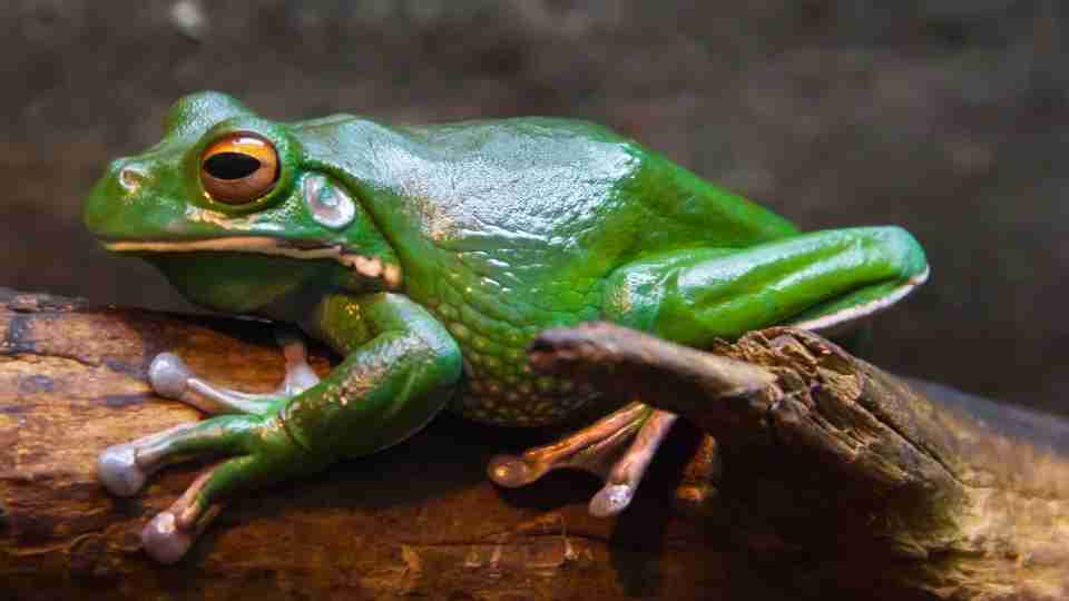 Frog Dream Meaning - Understanding the Ultimate Significance