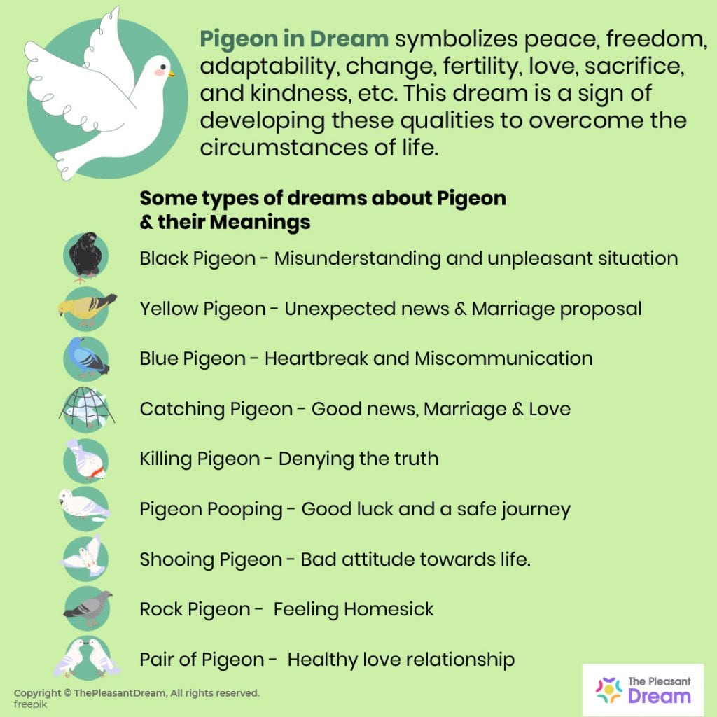 Pigeon in Dream A Complete Guide ThePleasantDream