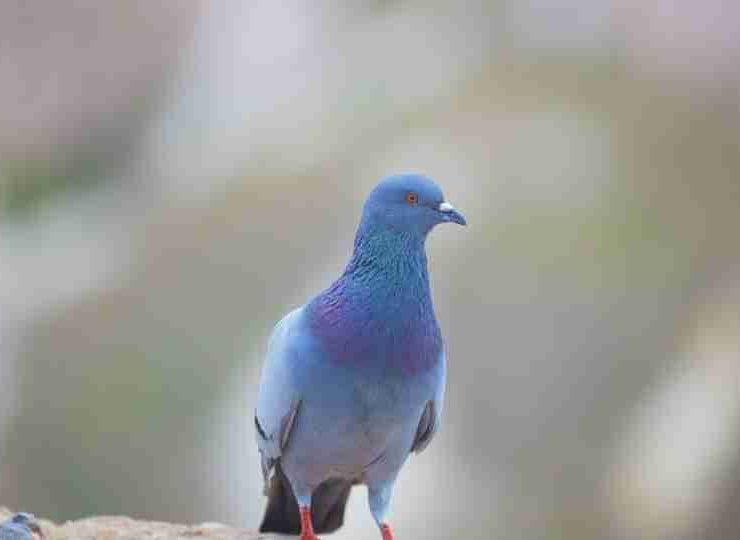 Pigeon Dream Meaning - A Complete Guide