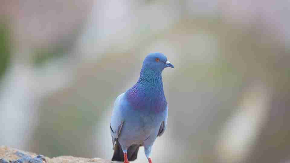 Pigeon in Dream - Pathway Leading To A Peaceful Life