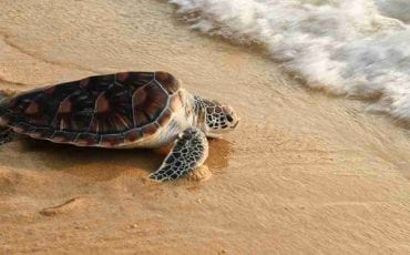 Dream About Turtles: Interpreting Scenarios & Meanings