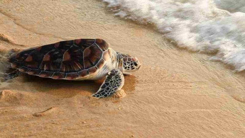 dream-about-turtles-interpreting-scenarios-meanings