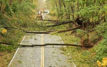 Dream of Tree Falling - Signifying Financial Issues