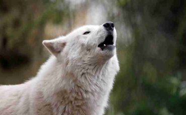 Dreams About Wolves - Different Dream Scenarios & Its Meanings