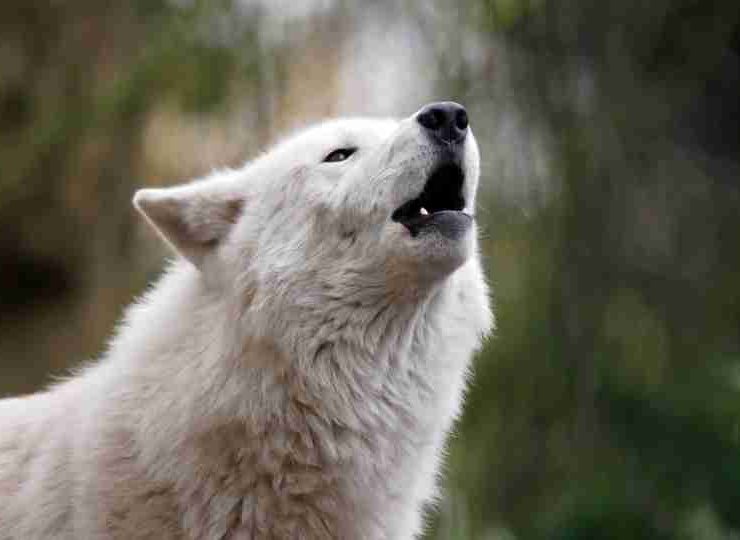 Dreams About Wolves - 129 Different Dream Scenarios & Its Meanings