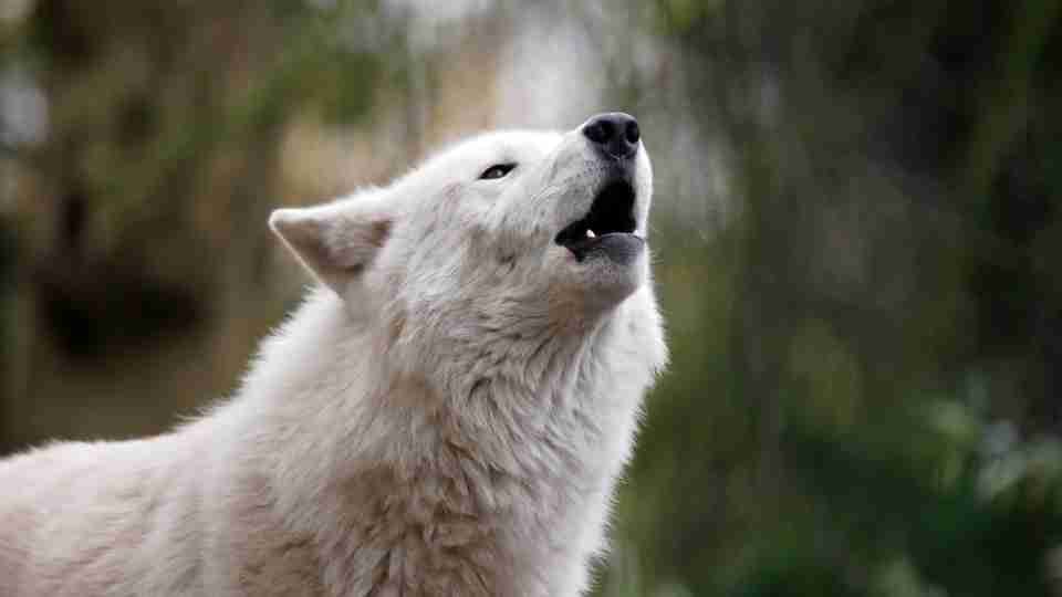 Dreams About Wolves - Different Dream Scenarios & Its Meanings