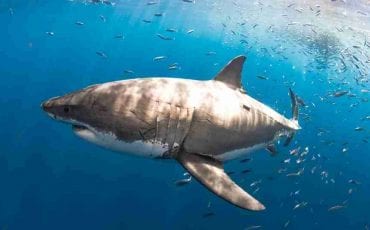 Dreams about Sharks - Want to Try Cage Diving? | ThePleasantDream