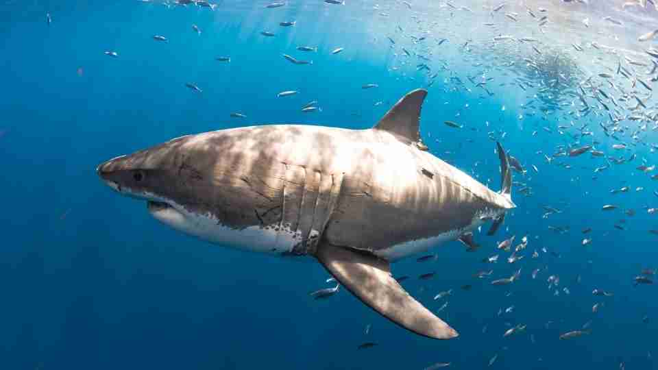 Dreams about Sharks - Want to Try Cage Diving? | ThePleasantDream