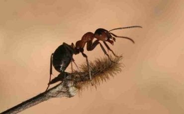 Dreaming of Ants - Imparting Lessons of Hard Work & Determination