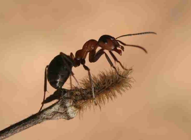 Dreaming of Ants - 100 Dream Scenarios and Its Interpretations