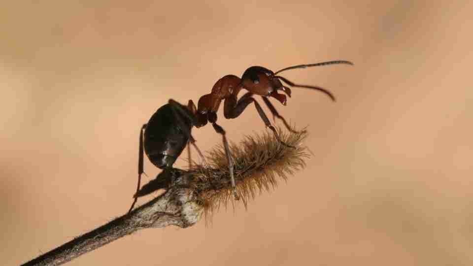 Dreaming of Ants - Imparting Lessons of Hard Work & Determination