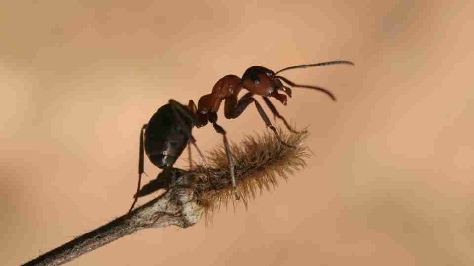 dreaming-of-ants-imparting-lessons-of-hard-work-determination