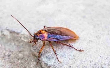 Dreaming of Cockroaches - What It Symbolizes About Waking Life?