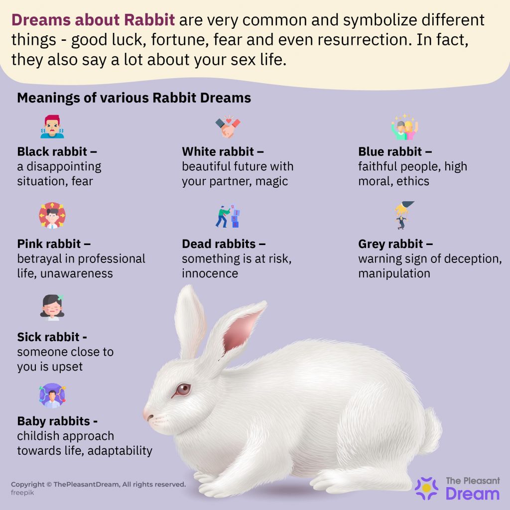Dreaming of Rabbits – 59 Types and its Interpretation