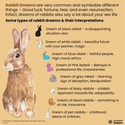 Dreaming Of Rabbits – 59 Types And Its Interpretation 