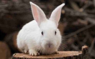 Dreaming of Rabbits - Planning to Adopt the Cute Creature?