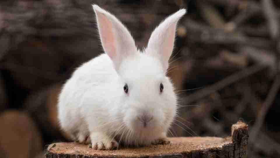 Dreaming of Rabbits – 59 Types and its Interpretation Dream of Bunny
