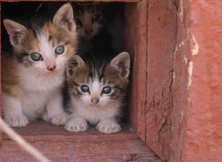Dreaming of kittens – 55 Dream Scenarios Explained