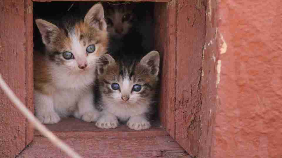 Dreaming of kittens – 55 Dream Scenarios Explained