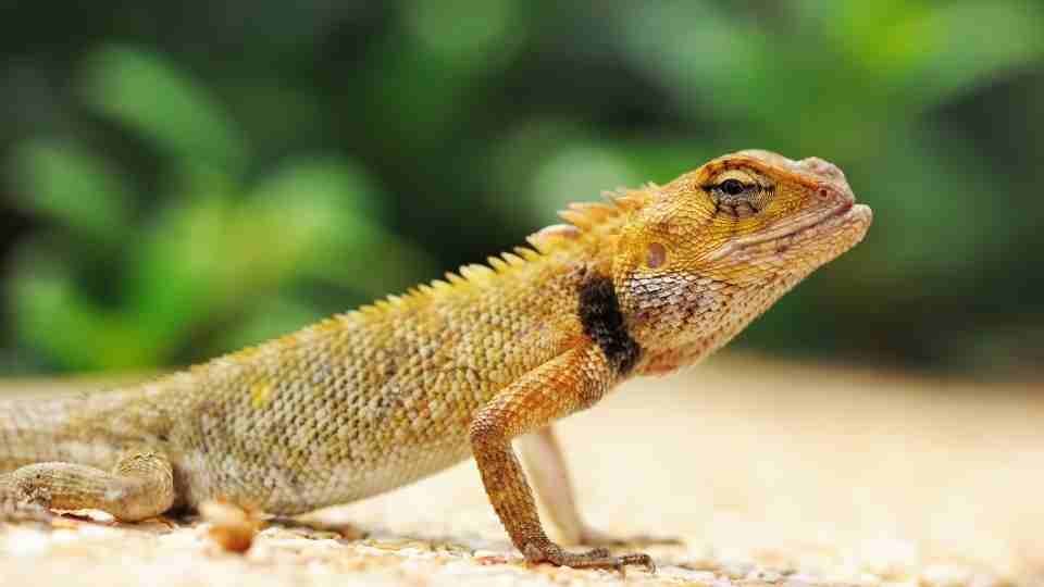 Lizard in Dream - 65 Dream Scenarios & their Meanings