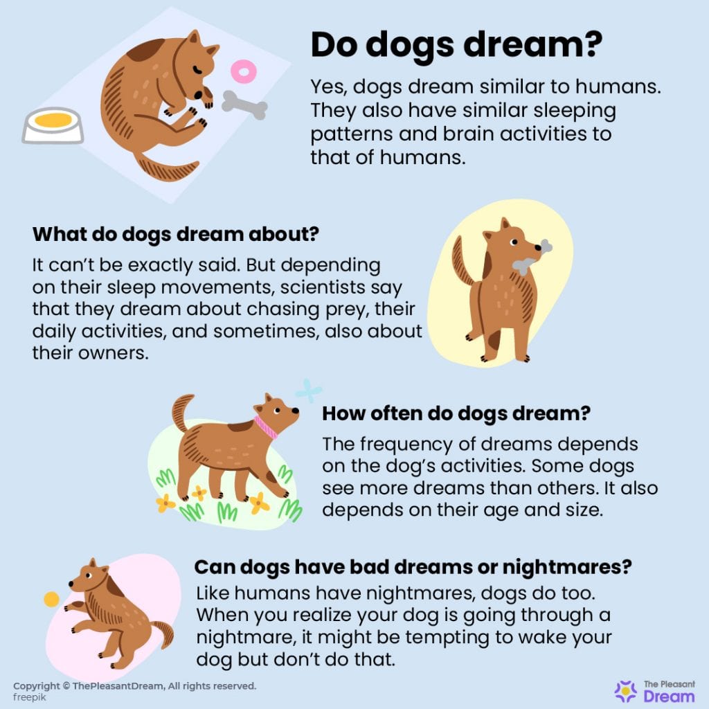 Do Dogs Dream? What do Dogs Dream about? Here’s your answer!