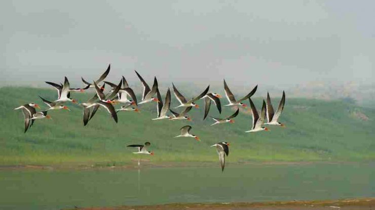 Dreaming Of Birds: Is Something Stopping You From Being Free?