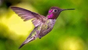 Hummingbird in Dream - Various Scenarios & Their Meanings