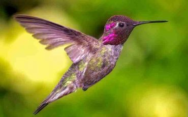 Hummingbird in Dream - Various Scenarios & Their Meanings