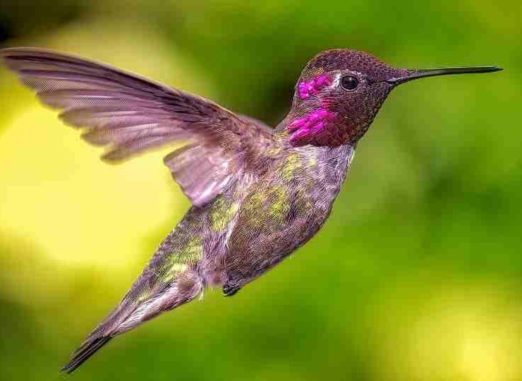 Hummingbird in Dream - 45 Scenarios & Their Meanings