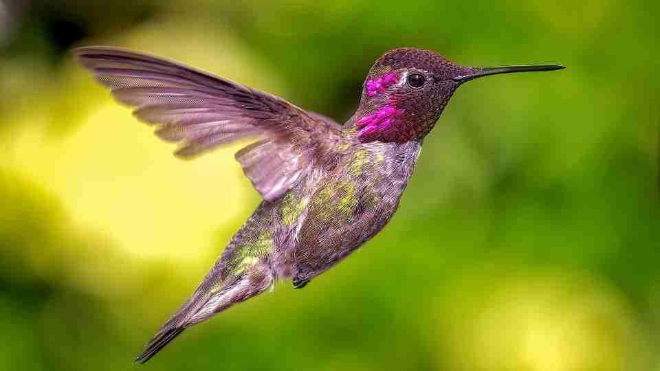 Hummingbird in Dream - Various Scenarios & Their Meanings
