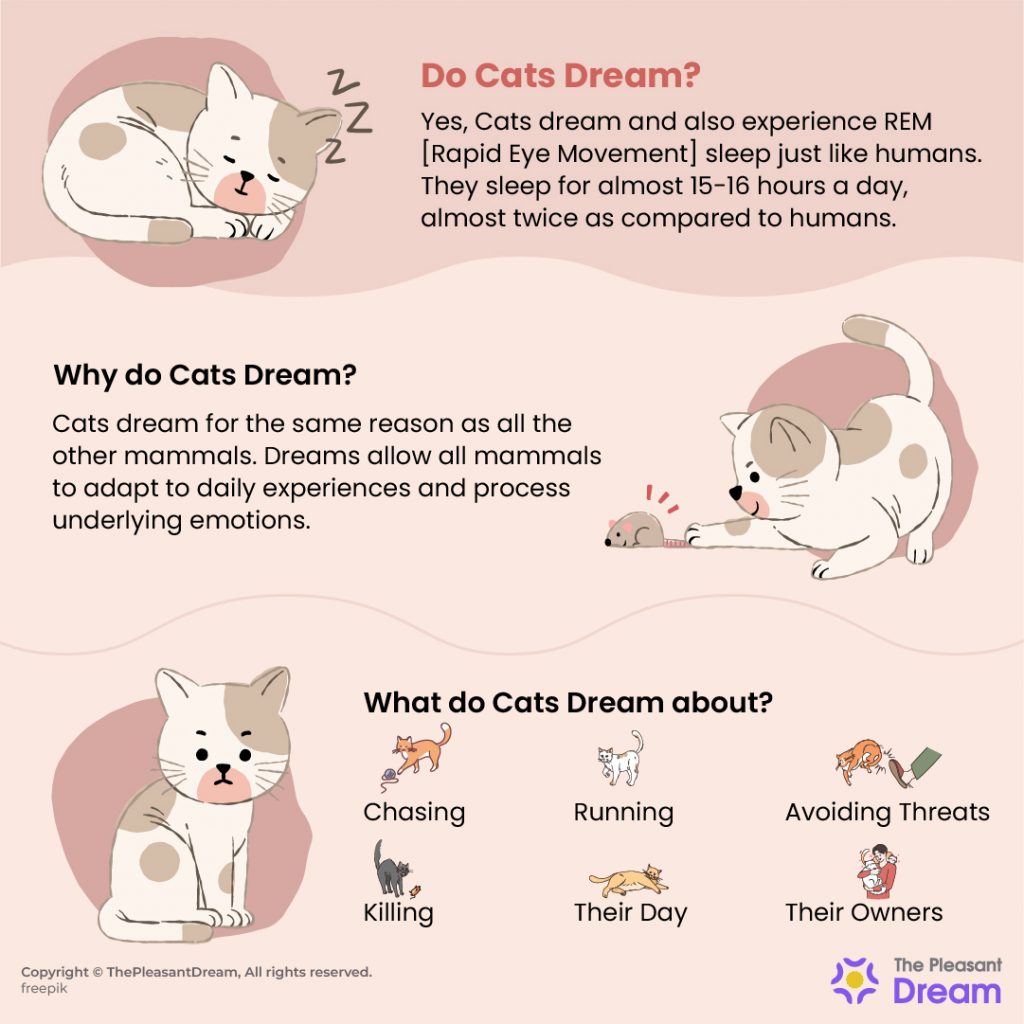 What Do Cats Dream About - Here’s Everything You Need to Know!