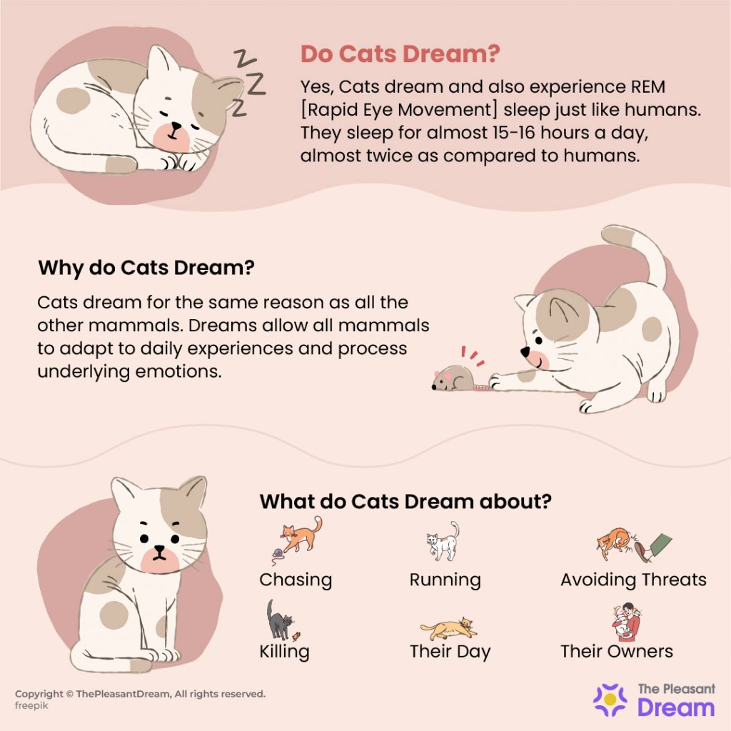 What Do Cats Dream About Heres Everything You Need To Know 2 1024x1024 